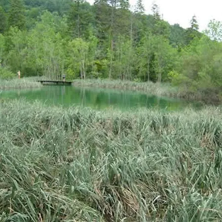 Διαμέρισμα Zdravko *